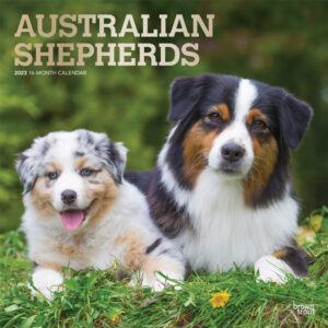 Australian Shepherds | 2023 12 x 24 Inch Monthly Square Wall Calendar | Foil Stamped Cover | BrownTrout | Animals Dog Breeds DogDays