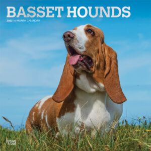 Basset Hounds | 2023 12 x 24 Inch Monthly Square Wall Calendar | Foil Stamped Cover | BrownTrout | Animals Dog Breeds DogDays