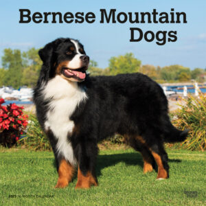 Bernese Mountain Dogs | 2023 12 x 24 Inch Monthly Square Wall Calendar | BrownTrout | Animals Breeds DogDays