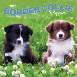 Border Collie Puppies | 2023 12 x 24 Inch Monthly Square Wall Calendar | BrownTrout | Animals Dog Breeds Collie Puppy DogDays