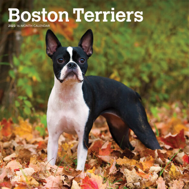 Boston Terriers | 2023 12 x 24 Inch Monthly Square Wall Calendar | BrownTrout | Animals Dog Breeds DogDays