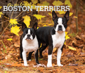 For the Love of Boston Terriers | 2023 14 x 24 Inch Monthly Deluxe Wall Calendar | Foil Stamped Cover | BrownTrout | Animal Dog Breeds DogDays