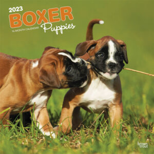 Boxer Puppies | 2023 12 x 24 Inch Monthly Square Wall Calendar | BrownTrout | Animals Dog Breeds Puppy DogDays