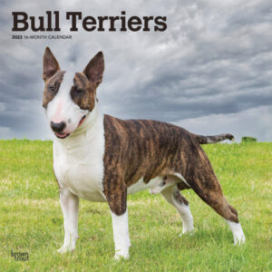 Bull Terriers | 2023 12 x 24 Inch Monthly Square Wall Calendar | BrownTrout | Animals Dog Breeds DogDays