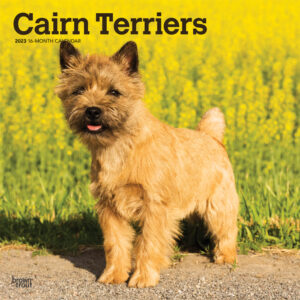 Cairn Terriers | 2023 12 x 24 Inch Monthly Square Wall Calendar | BrownTrout | Animals Dog Breeds DogDays