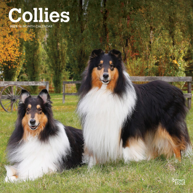 Collies | 2023 12 x 24 Inch Monthly Square Wall Calendar | BrownTrout | Animals Dog Breeds DogDays