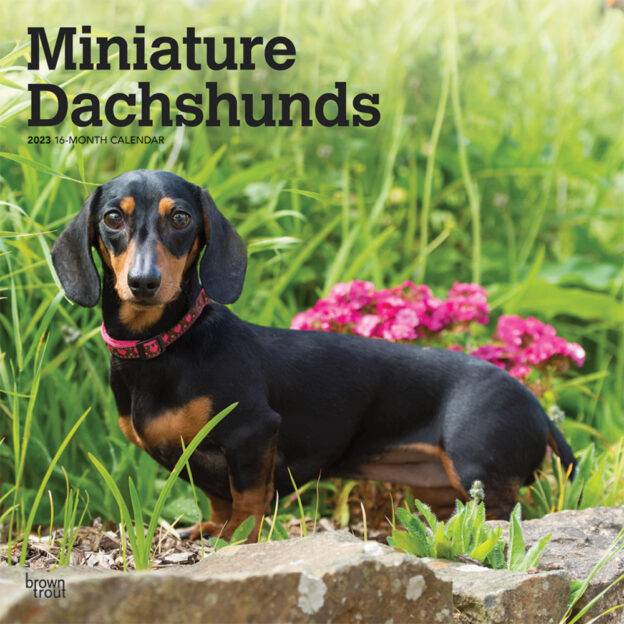 Miniature Dachshunds | 2023 12 x 24 Inch Monthly Square Wall Calendar | BrownTrout | Animals Small Dog Breeds DogDays