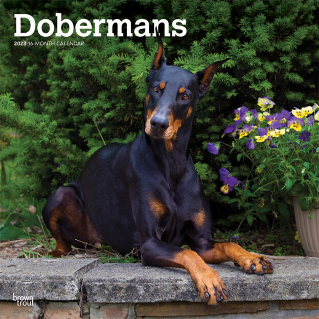 Dobermans | 2023 12 x 24 Inch Monthly Square Wall Calendar | BrownTrout | Animals Dog Breeds DogDays