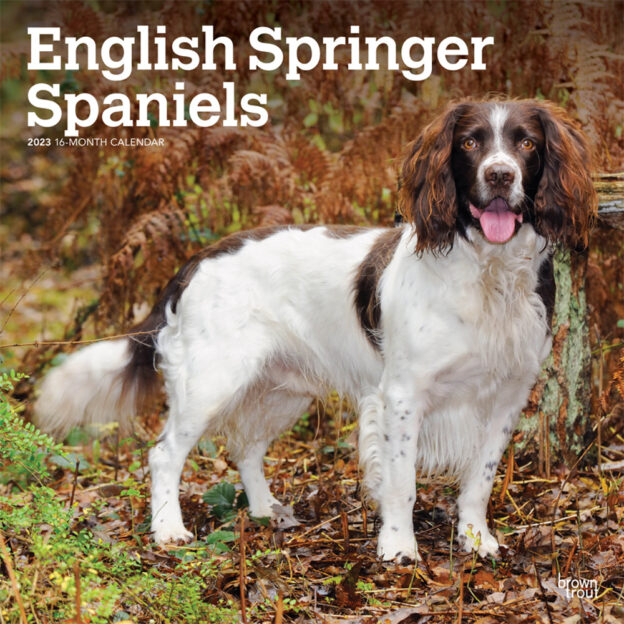 English Springer Spaniels | 2023 12 x 24 Inch Monthly Square Wall Calendar | BrownTrout | Animals Dog Breeds DogDays