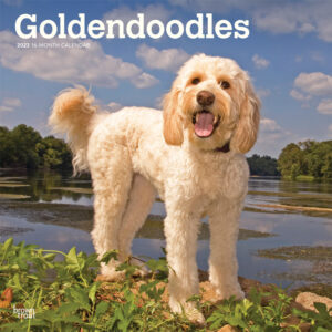Goldendoodles | 2023 12 x 24 Inch Monthly Square Wall Calendar | BrownTrout | Animals Mixed Dog Breeds DogDays