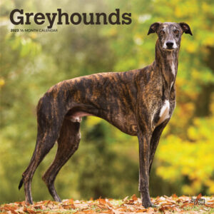 Greyhounds | 2023 12 x 24 Inch Monthly Square Wall Calendar | BrownTrout | Animals Dog Breeds DogDays