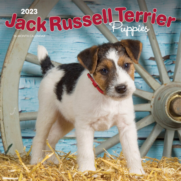 Jack Russell Terrier Puppies | 2023 12 x 24 Inch Monthly Square Wall Calendar | BrownTrout | Animals Dog Breeds Puppy DogDays