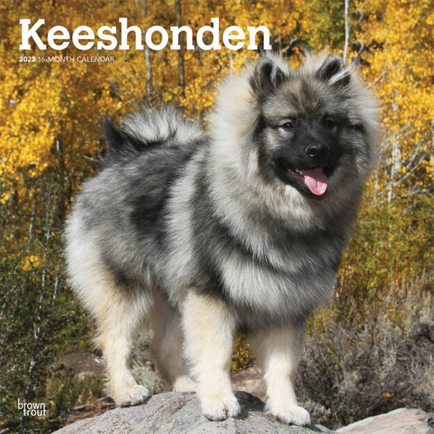 Keeshonden | 2023 12 x 24 Inch Monthly Square Wall Calendar | BrownTrout | Animals Dog Breeds DogDays