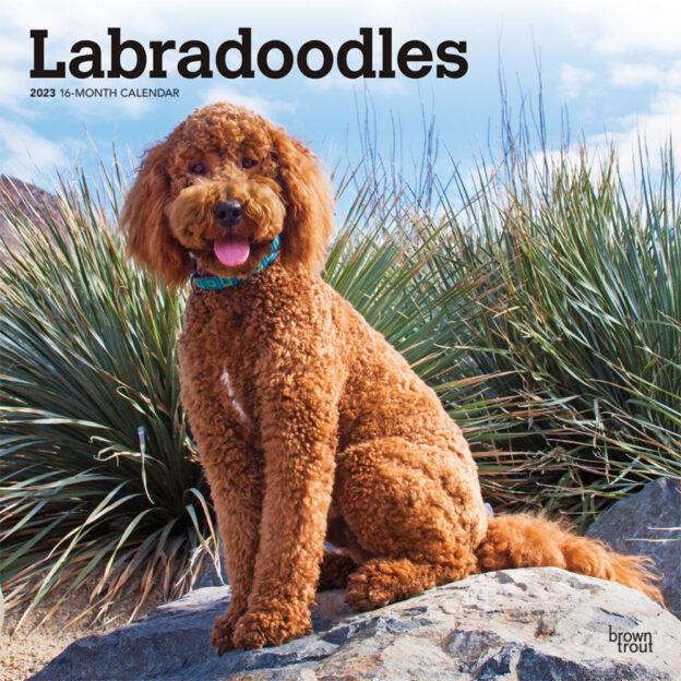 Labradoodles | 2023 12 x 24 Inch Monthly Square Wall Calendar | BrownTrout | Animals Mixed Dog Breeds DogDays