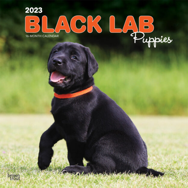 Black Labrador Retriever Puppies | 2023 12 x 24 Inch Monthly Square Wall Calendar | BrownTrout | Animals Dog Breeds Puppy DogDays