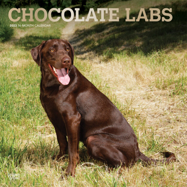 Chocolate Labrador Retrievers | 2023 12 x 24 Inch Monthly Square Wall Calendar | Foil Stamped Cover | BrownTrout | Animals Dog Breeds DogDays