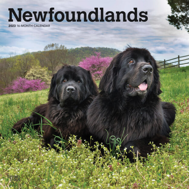 Newfoundlands | 2023 12 x 24 Inch Monthly Square Wall Calendar | BrownTrout | Animals Dog Breeds DogDays