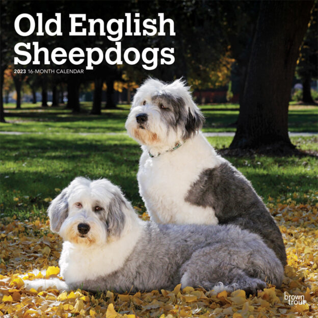 Old English Sheepdogs | 2023 12 x 24 Inch Monthly Square Wall Calendar | BrownTrout | Animals Dog Breeds DogDays