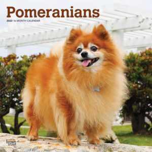 Pomeranians | 2023 12 x 24 Inch Monthly Square Wall Calendar | BrownTrout | Animals Small Dog Breeds DogDays