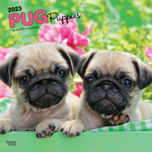 Pug Puppies | 2023 12 x 24 Inch Monthly Square Wall Calendar | BrownTrout | Animals Dog Breeds Puppy DogDays