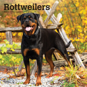 Rottweilers | 2023 12 x 24 Inch Monthly Square Wall Calendar | BrownTrout | Animals Dog Breeds DogDays