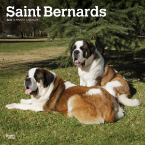 Saint Bernards | 2023 12 x 24 Inch Monthly Square Wall Calendar | BrownTrout | Animals Dog Breeds DogDays