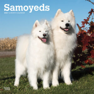 Samoyeds | 2023 12 x 24 Inch Monthly Square Wall Calendar | BrownTrout | Animals Dog Breeds DogDays