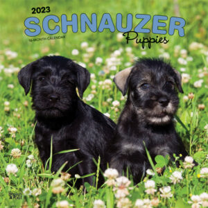 Schnauzer Puppies | 2023 12 x 24 Inch Monthly Square Wall Calendar | BrownTrout | Animals Dog Breeds Puppy DogDays