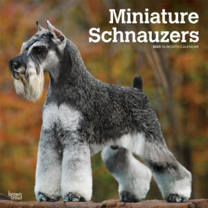Miniature Schnauzers | 2023 12 x 24 Inch Monthly Square Wall Calendar | BrownTrout | Animals Small Dog Breeds DogDays