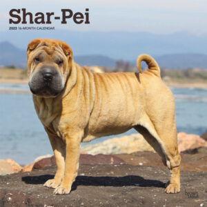 Shar Pei | 2023 12 x 24 Inch Monthly Square Wall Calendar | BrownTrout | Animals Dog Breeds DogDays