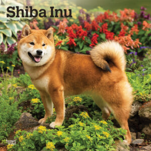 Shiba Inu | 2023 12 x 24 Inch Monthly Square Wall Calendar | BrownTrout | Animals Asian Dog Breeds DogDays