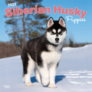Siberian Husky Puppies | 2023 12 x 24 Inch Monthly Square Wall Calendar | BrownTrout | Animal Dog Breeds DogDays