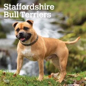 Staffordshire Bull Terriers | 2023 12 x 24 Inch Monthly Square Wall Calendar | BrownTrout | Staffies Dog Breeds DogDays