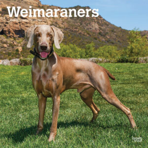 Weimaraners | 2023 12 x 24 Inch Monthly Square Wall Calendar | BrownTrout | Animals Dog Breeds DogDays