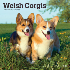 Welsh Corgis | 2023 12 x 24 Inch Monthly Square Wall Calendar | BrownTrout | Animals Dog Breeds DogDays