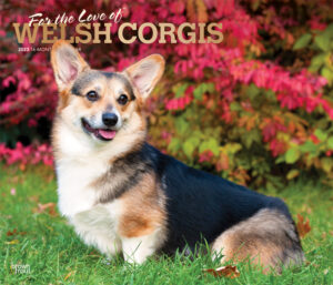 For the Love of Welsh Corgis | 2023 14 x 24 Inch Monthly Deluxe Wall Calendar | Foil Stamped Cover | BrownTrout | Animal Dog Breeds DogDays