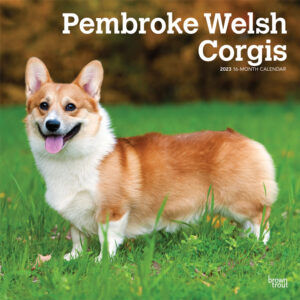 Pembroke Welsh Corgis | 2023 12 x 24 Inch Monthly Square Wall Calendar | BrownTrout | Animals Dog Breeds DogDays