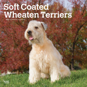 Soft Coated Wheaten Terriers | 2023 12 x 24 Inch Monthly Square Wall Calendar | BrownTrout | Animals Dog Breeds DogDays
