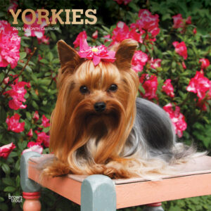 Yorkshire Terriers | 2023 12 x 24 Inch Monthly Square Wall Calendar | Foil Stamped Cover | BrownTrout | Animals Small Dog Breeds Yorkies DogDays
