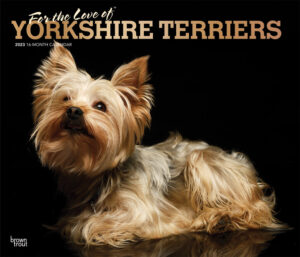 For the Love of Yorkshire Terriers | 2023 14 x 24 Inch Monthly Deluxe Wall Calendar | Foil Stamped Cover | BrownTrout | Animal Small Dog Breeds DogDays