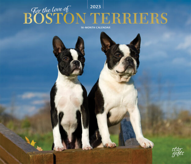 For the Love of Boston Terriers | 2023 14 x 24 Inch Monthly Deluxe Wall Calendar | Foil Stamped Cover and Stickers | StarGifts | Animal Dog Breeds DogDays