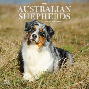 Australian Shepherds | 2023 12 x 24 Inch Monthly Square Wall Calendar | Foil Stamped Cover and Stickers | StarGifts | Animals Dog Breeds DogDays