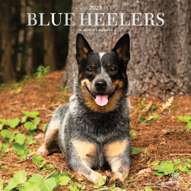Blue Heelers | 2023 12 x 24 Inch Monthly Square Wall Calendar | Foil Stamped Cover and Stickers | StarGifts | Animals Dog Breeds DogDays