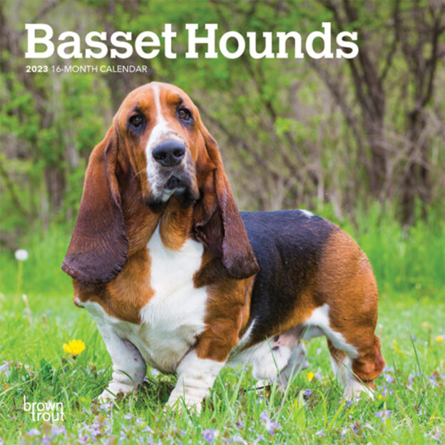 Basset Hounds | 2023 7 x 14 Inch Monthly Mini Wall Calendar | BrownTrout | Animals Dog Breeds DogDays