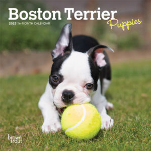 Boston Terrier Puppies | 2023 7 x 14 Inch Monthly Mini Wall Calendar | BrownTrout | Animals Dog Breeds Puppy DogDays