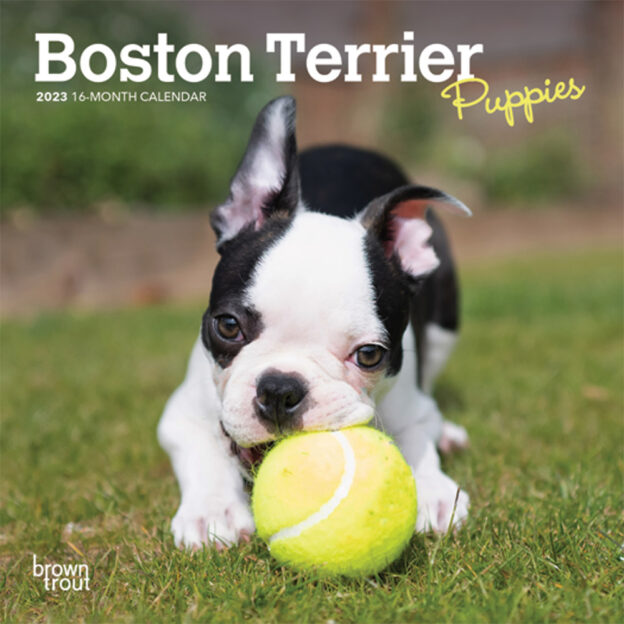 Boston Terrier Puppies | 2023 7 x 14 Inch Monthly Mini Wall Calendar | BrownTrout | Animals Dog Breeds Puppy DogDays