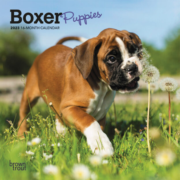 Boxer Puppies | 2023 7 x 14 Inch Monthly Mini Wall Calendar | BrownTrout | Animals Dog Breeds Puppy DogDays