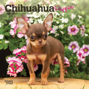Chihuahua Puppies | 2023 7 x 14 Inch Monthly Mini Wall Calendar | BrownTrout | Animals Small Dog Breeds Puppy DogDays