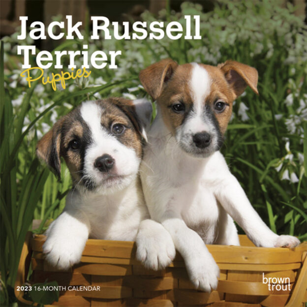 Jack Russell Terrier Puppies | 2023 7 x 14 Inch Monthly Mini Wall Calendar | BrownTrout | Animals Dog Breeds Puppy DogDays