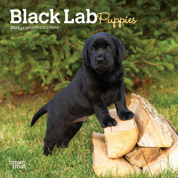 Black Labrador Retriever Puppies | 2023 7 x 14 Inch Monthly Mini Wall Calendar | BrownTrout | Animals Dog Breeds Puppy DogDays